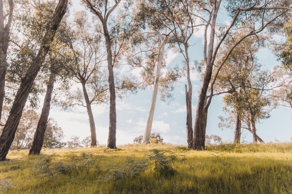 Tranquil eucalyptus forest bathed in warm spring sunlight, Gruyere, VIC, Australia.